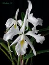 Cattleya maxima 